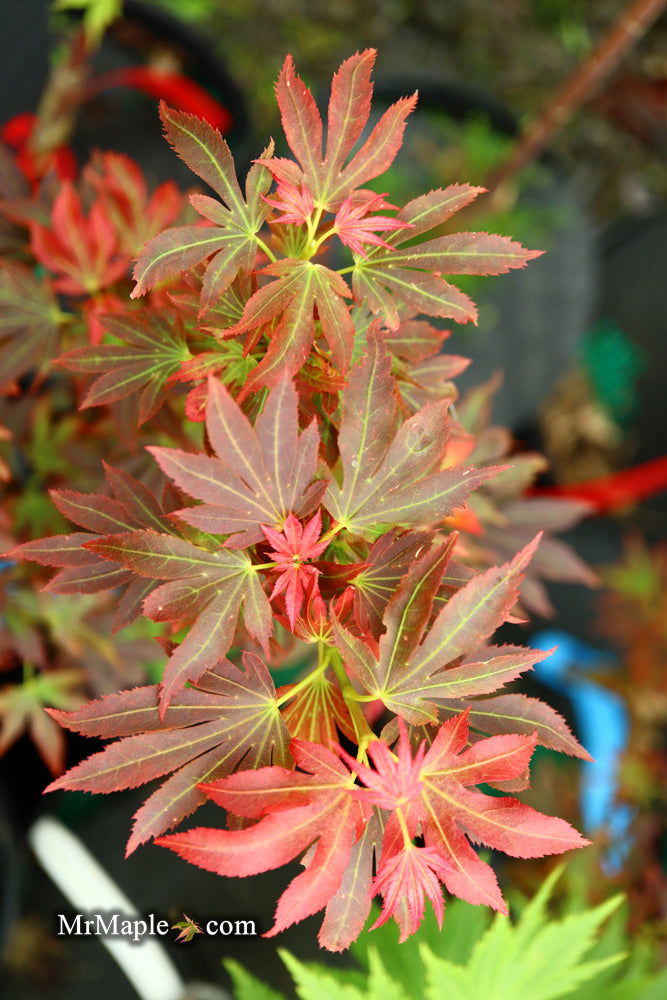 - Acer palmatum 'Aratama' Dwarf Japanese Maple - Mr Maple │ Buy Japanese Maple Trees