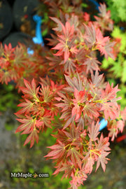 - Acer palmatum 'Aratama' Dwarf Japanese Maple - Mr Maple │ Buy Japanese Maple Trees