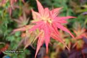 - Acer palmatum 'Aratama' Dwarf Japanese Maple - Mr Maple │ Buy Japanese Maple Trees