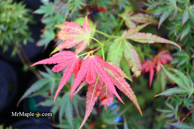 - Acer palmatum 'Aratama' Dwarf Japanese Maple - Mr Maple │ Buy Japanese Maple Trees