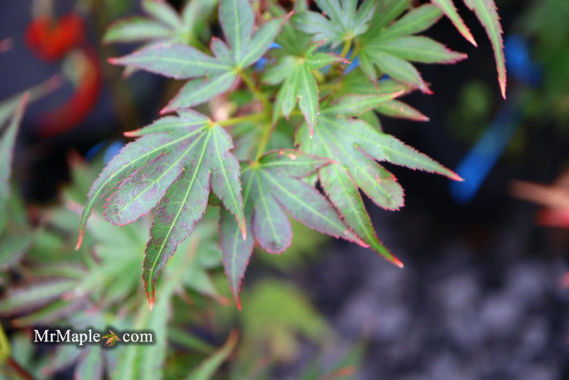 - Acer palmatum 'Aratama' Dwarf Japanese Maple - Mr Maple │ Buy Japanese Maple Trees