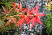 - Acer palmatum 'Aratama' Dwarf Japanese Maple - Mr Maple │ Buy Japanese Maple Trees