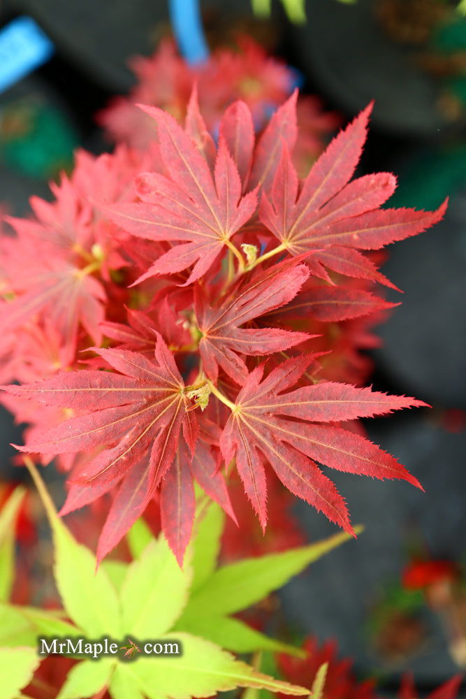 - Acer palmatum 'Aratama' Dwarf Japanese Maple - Mr Maple │ Buy Japanese Maple Trees