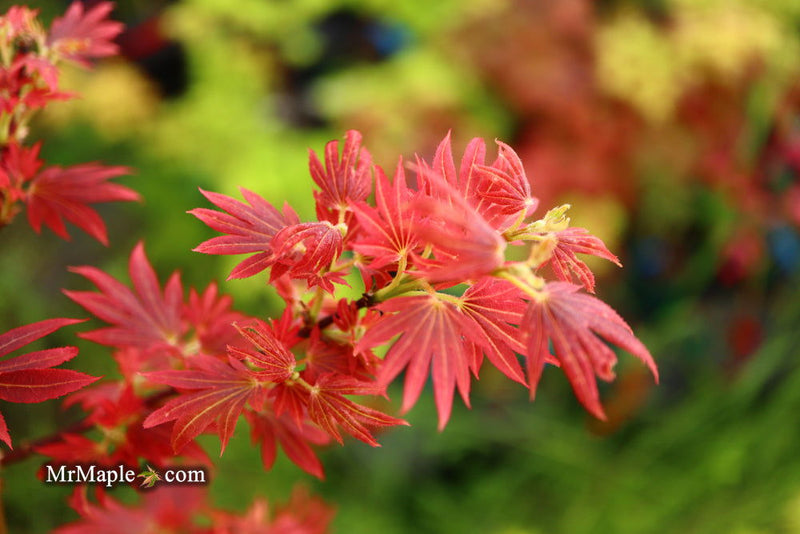 - Acer palmatum 'Aratama' Dwarf Japanese Maple - Mr Maple │ Buy Japanese Maple Trees