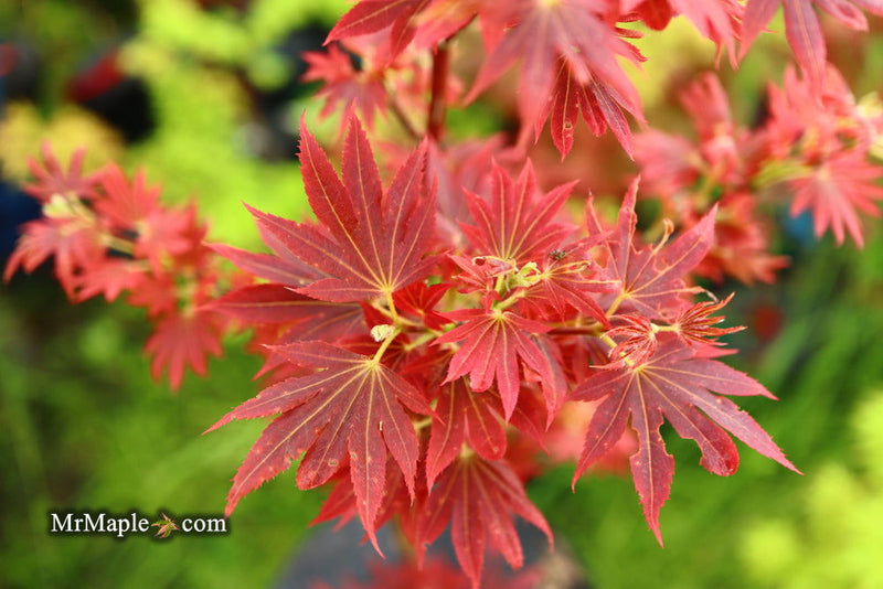 - Acer palmatum 'Aratama' Dwarf Japanese Maple - Mr Maple │ Buy Japanese Maple Trees