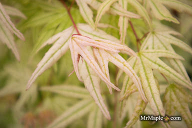 - Acer palmatum 'Arctic Flame' Japanese Maple - Mr Maple │ Buy Japanese Maple Trees