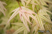 - Acer palmatum 'Arctic Flame' Japanese Maple - Mr Maple │ Buy Japanese Maple Trees