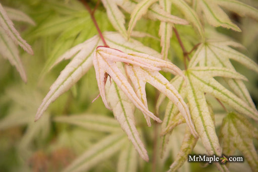 - Acer palmatum 'Arctic Flame' Japanese Maple - Mr Maple │ Buy Japanese Maple Trees