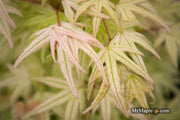 - Acer palmatum 'Arctic Flame' Japanese Maple - Mr Maple │ Buy Japanese Maple Trees