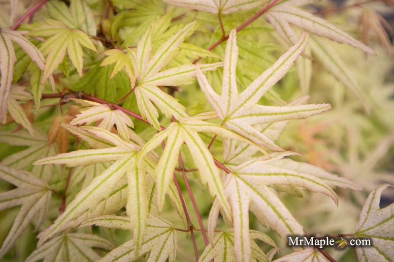 - Acer palmatum 'Arctic Flame' Japanese Maple - Mr Maple │ Buy Japanese Maple Trees