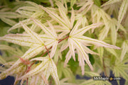 - Acer palmatum 'Arctic Flame' Japanese Maple - Mr Maple │ Buy Japanese Maple Trees