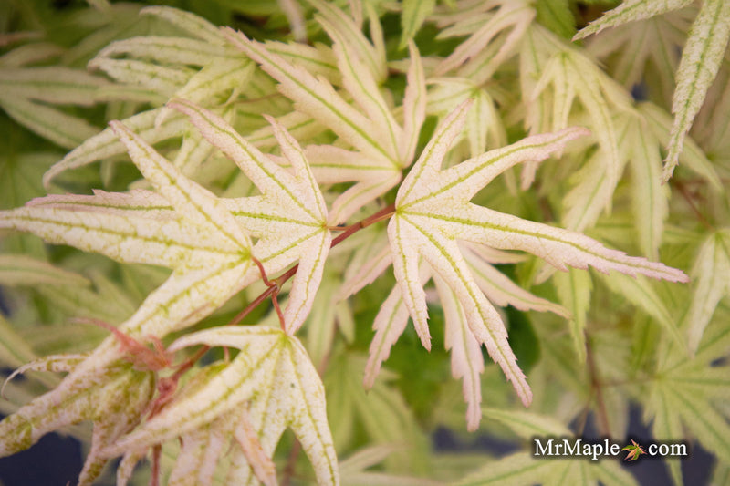 - Acer palmatum 'Arctic Flame' Japanese Maple - Mr Maple │ Buy Japanese Maple Trees