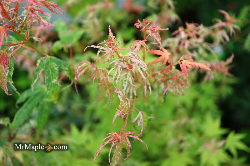 - Acer palmatum 'Arctic Flame' Japanese Maple - Mr Maple │ Buy Japanese Maple Trees