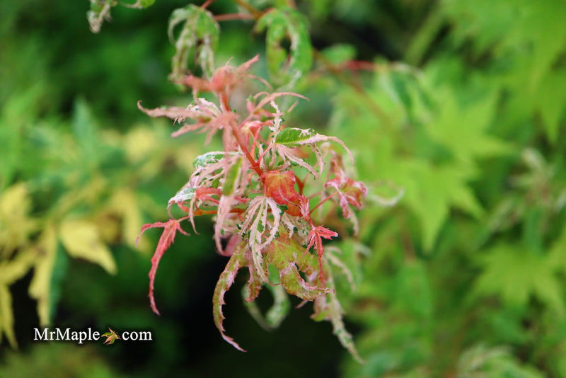 - Acer palmatum 'Arctic Flame' Japanese Maple - Mr Maple │ Buy Japanese Maple Trees