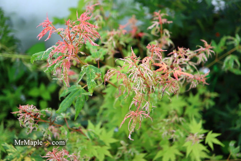 - Acer palmatum 'Arctic Flame' Japanese Maple - Mr Maple │ Buy Japanese Maple Trees