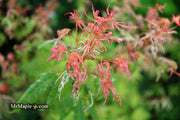- Acer palmatum 'Arctic Flame' Japanese Maple - Mr Maple │ Buy Japanese Maple Trees