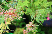 - Acer palmatum 'Arctic Flame' Japanese Maple - Mr Maple │ Buy Japanese Maple Trees