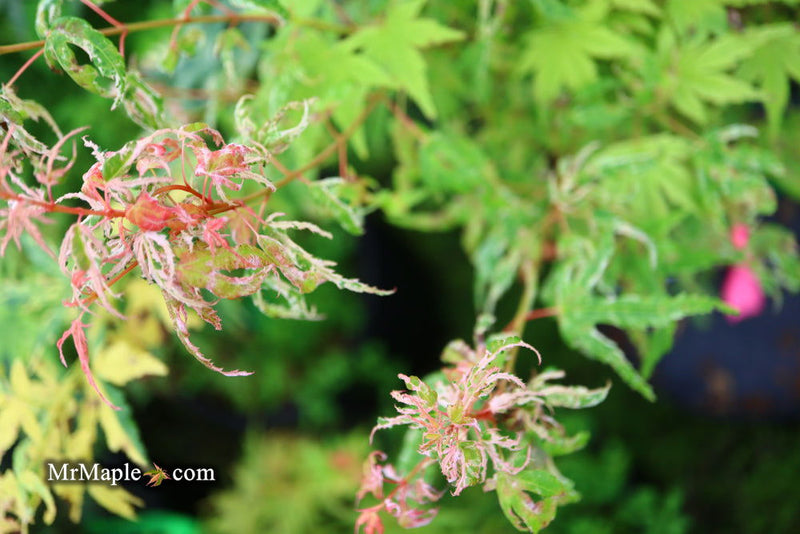 - Acer palmatum 'Arctic Flame' Japanese Maple - Mr Maple │ Buy Japanese Maple Trees