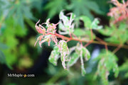 - Acer palmatum 'Arctic Flame' Japanese Maple - Mr Maple │ Buy Japanese Maple Trees