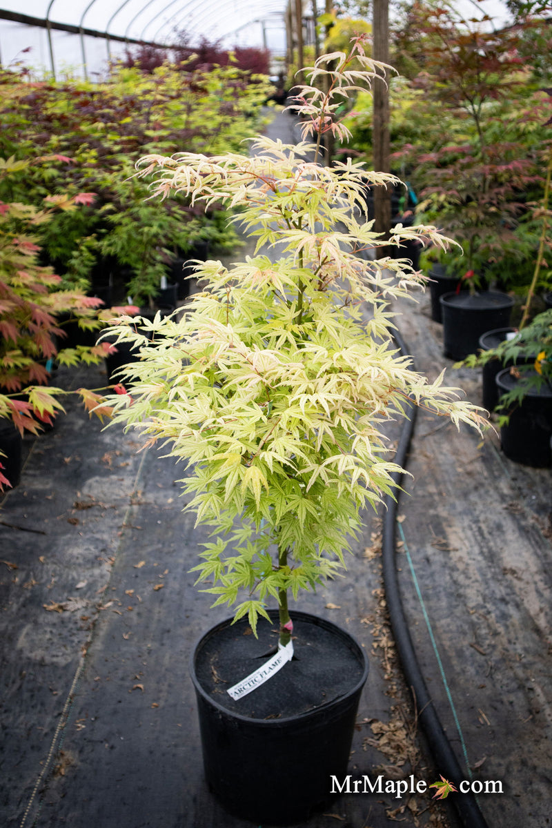 - Acer palmatum 'Arctic Flame' Japanese Maple - Mr Maple │ Buy Japanese Maple Trees