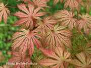 - Acer palmatum 'Ariadne' Japanese Maple - Mr Maple │ Buy Japanese Maple Trees