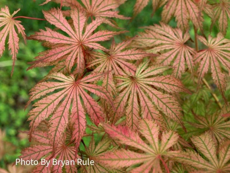 - Acer palmatum 'Ariadne' Japanese Maple - Mr Maple │ Buy Japanese Maple Trees