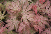 - Acer palmatum 'Ariadne' Japanese Maple - Mr Maple │ Buy Japanese Maple Trees
