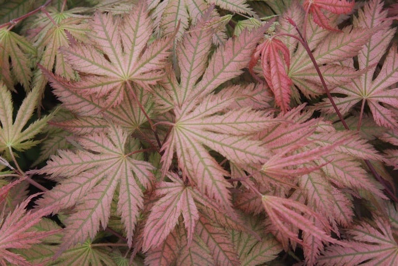 - Acer palmatum 'Ariadne' Japanese Maple - Mr Maple │ Buy Japanese Maple Trees