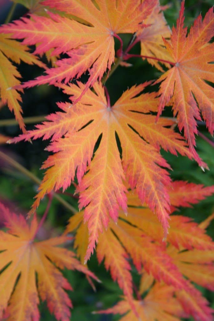 - Acer palmatum 'Ariadne' Japanese Maple - Mr Maple │ Buy Japanese Maple Trees