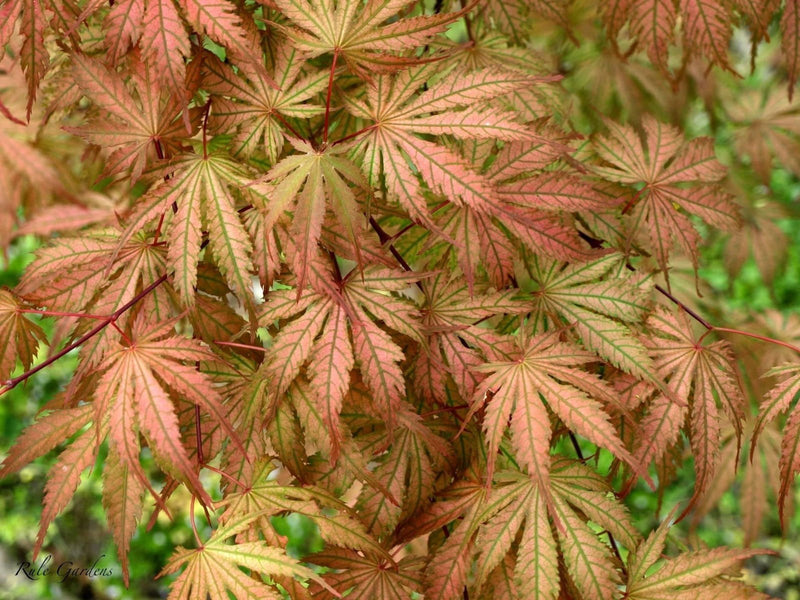 - Acer palmatum 'Ariadne' Japanese Maple - Mr Maple │ Buy Japanese Maple Trees