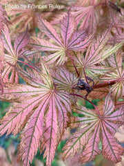 - Acer palmatum 'Ariadne' Japanese Maple - Mr Maple │ Buy Japanese Maple Trees
