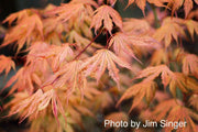 - Acer palmatum 'Ariadne' Japanese Maple - Mr Maple │ Buy Japanese Maple Trees