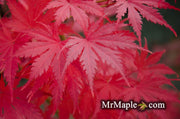 - Acer palmatum 'Ariadne' Japanese Maple - Mr Maple │ Buy Japanese Maple Trees