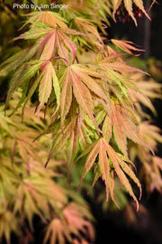 - Acer palmatum 'Ariadne' Japanese Maple - Mr Maple │ Buy Japanese Maple Trees