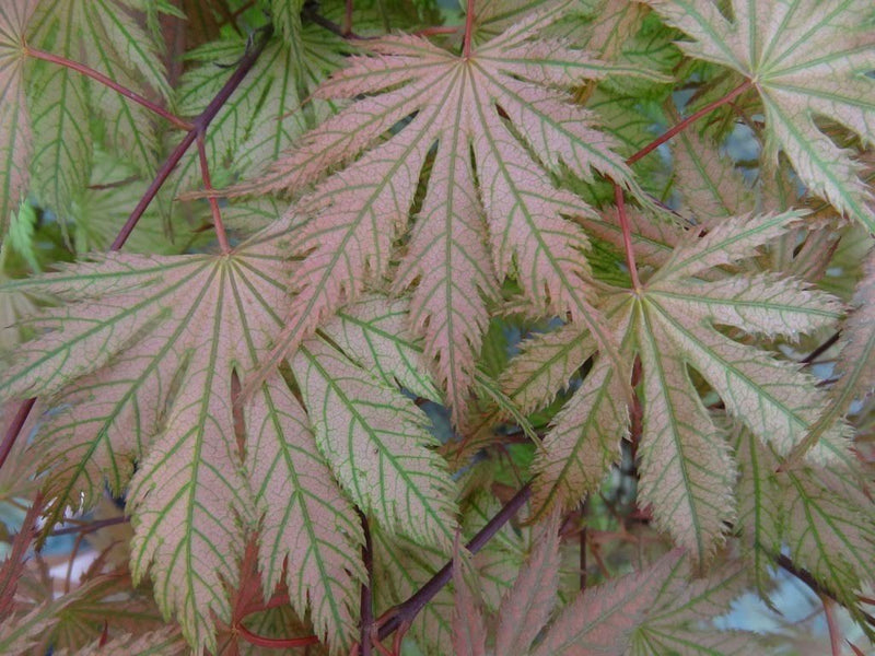 - Acer palmatum 'Ariadne' Japanese Maple - Mr Maple │ Buy Japanese Maple Trees