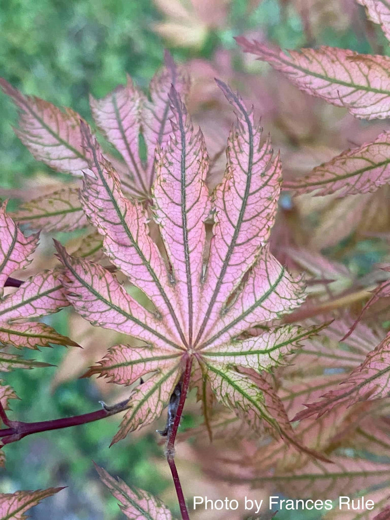 - Acer palmatum 'Ariadne' Japanese Maple - Mr Maple │ Buy Japanese Maple Trees