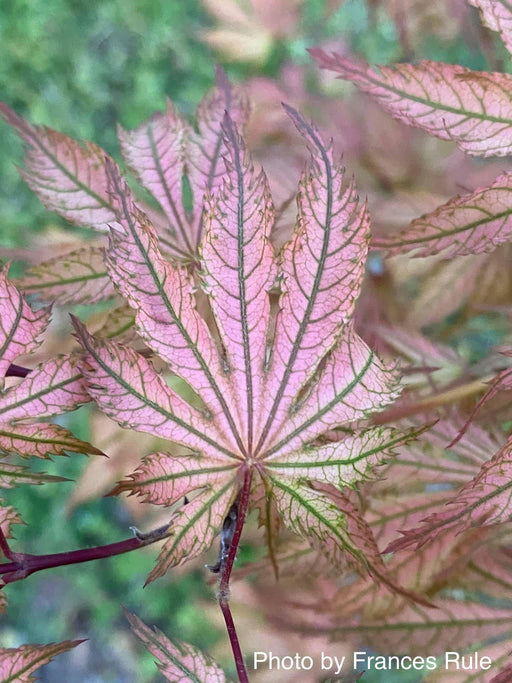 - Acer palmatum 'Ariadne' Japanese Maple - Mr Maple │ Buy Japanese Maple Trees