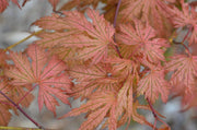 - Acer palmatum 'Ariadne' Japanese Maple - Mr Maple │ Buy Japanese Maple Trees