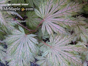 - Acer palmatum 'Ariadne' Japanese Maple - Mr Maple │ Buy Japanese Maple Trees