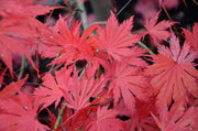 - Acer palmatum 'Ariadne' Japanese Maple - Mr Maple │ Buy Japanese Maple Trees