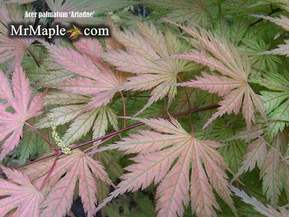 - Acer palmatum 'Ariadne' Japanese Maple - Mr Maple │ Buy Japanese Maple Trees