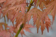 - Acer palmatum 'Ariadne' Japanese Maple - Mr Maple │ Buy Japanese Maple Trees