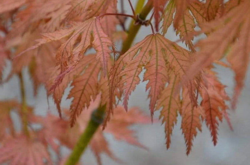 - Acer palmatum 'Ariadne' Japanese Maple - Mr Maple │ Buy Japanese Maple Trees