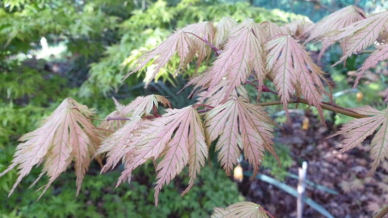 - Acer palmatum 'Ariadne' Japanese Maple - Mr Maple │ Buy Japanese Maple Trees