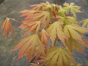 - Acer palmatum 'Ariadne' Japanese Maple - Mr Maple │ Buy Japanese Maple Trees