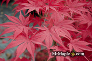 - Acer palmatum 'Ariadne' Japanese Maple - Mr Maple │ Buy Japanese Maple Trees