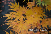 - Acer palmatum 'Ariadne' Japanese Maple - Mr Maple │ Buy Japanese Maple Trees