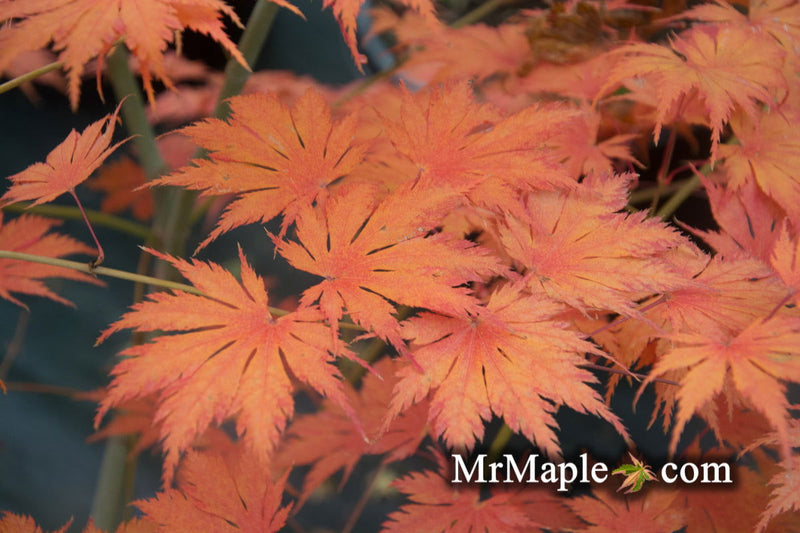- Acer palmatum 'Ariadne' Japanese Maple - Mr Maple │ Buy Japanese Maple Trees