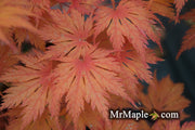 - Acer palmatum 'Ariadne' Japanese Maple - Mr Maple │ Buy Japanese Maple Trees