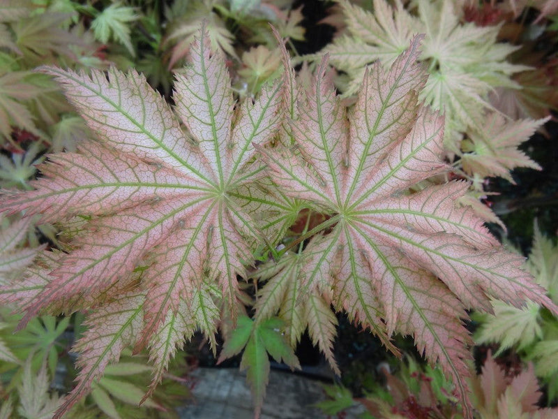 - Acer palmatum 'Ariadne' Japanese Maple - Mr Maple │ Buy Japanese Maple Trees